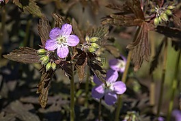 春天,storchschnabel,植物區(qū)系