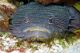 toadfish,輝煌,魚類