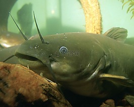 natalis,ameiurus,水下