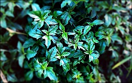 葉子,植物,自然