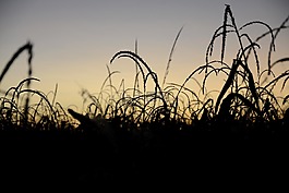日落,剪影,地平線