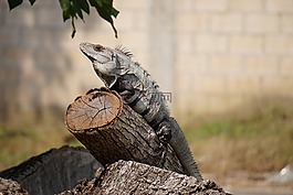 伊瓜,動(dòng)物,性質(zhì)