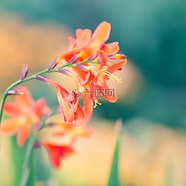 開(kāi)花,花,橙