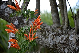 樹(shù),植物,水果