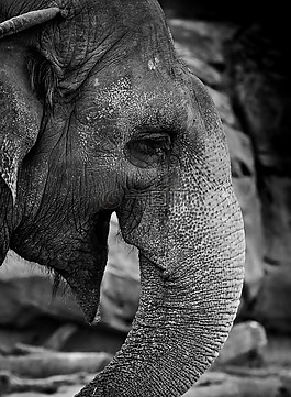 象,動物,野生動物
