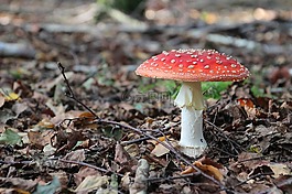 飛木耳,蘑菇,林