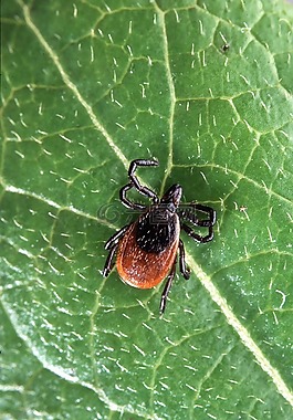 scapularis,硬蜱,昆蟲