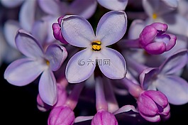 丁香,花,紫色