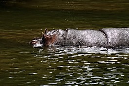 動物,河馬,動物群