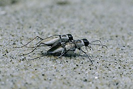 足背,cicindela,甲虫