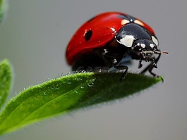 特寫,瓢蟲,bug