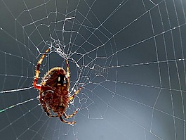 蜘蛛網(wǎng),蜘蛛,bug