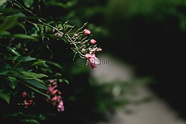 玫瑰,鮮花,玫瑰綻放