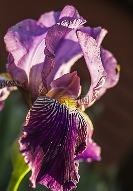 irideae,鳶尾花,花