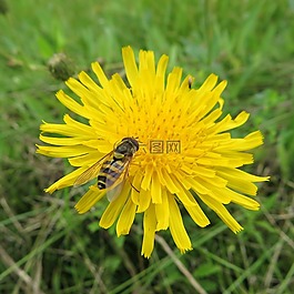hoverfly,飞,黄色
