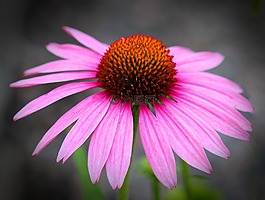 松果菊,花,植物