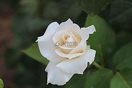 白色,玫瑰,愛情