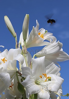 百合,赫梅爾,鮮花