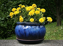 鮮花,花盆,黃色