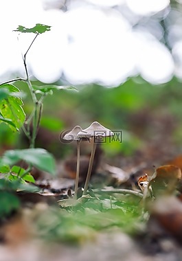 蘑菇,森林,魔術(shù)