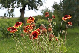 黛西,花園,草甸