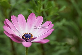 博恩霍爾姆瑪格麗特,osteospermum ecklonis,開花