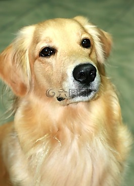 狗,黃金獵犬,寵物