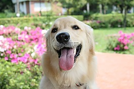 狗,黃金獵犬,寵物