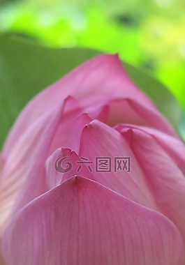 自然,花,粉紅色
