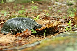 blandingii,emydoidea,野生