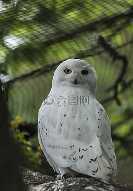 雪鸮,猫头鹰,白