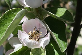 蜜蜂,木瓜,開(kāi)花