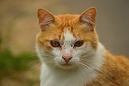 猫,金发,姜