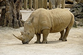 犀牛,bihorned,野生动物