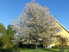 櫻花盛開(kāi),樹,房子