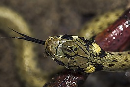 草蛇,蛇,爬行動物