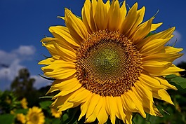 太陽花,天空,藍(lán)色