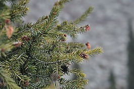秋季,山,性質(zhì)