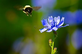 蜜蜂,花,紫色