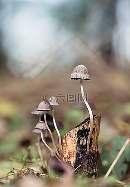 蘑菇,森林,魔術(shù)
