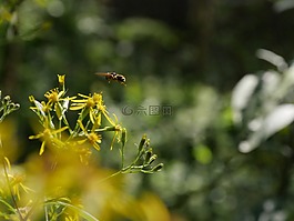 蜜蜂,昆蟲,花