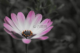 博恩霍爾姆瑪格麗特,osteospermum ecklonis,開花