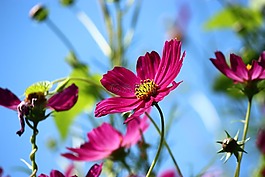 花卉,春,cosmea