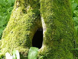 樹(shù)樹(shù)干,孔,moss