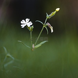 简单,花,白