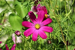 花卉,春,cosmea