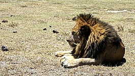 獅子,捕食,貓