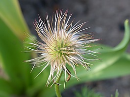 子房,綠色,春天