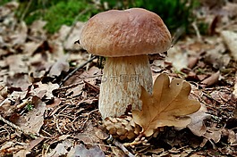 蘑菇,臨時選舉委員會,夏天steinpilz