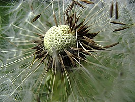 蒲公英,飞行屏幕,achaenen